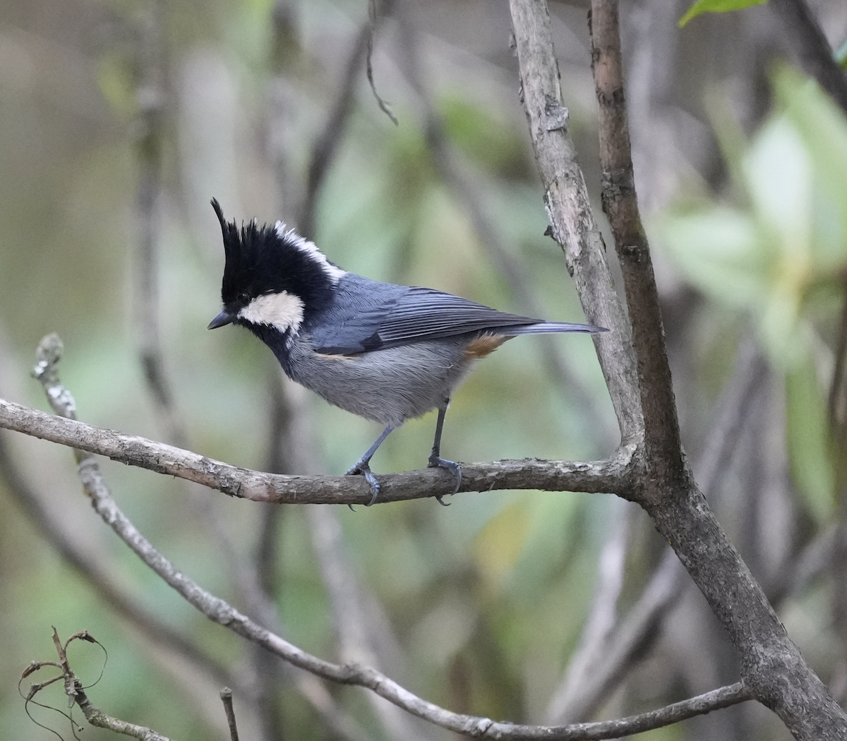 Gray-crested Tit - ML620566444