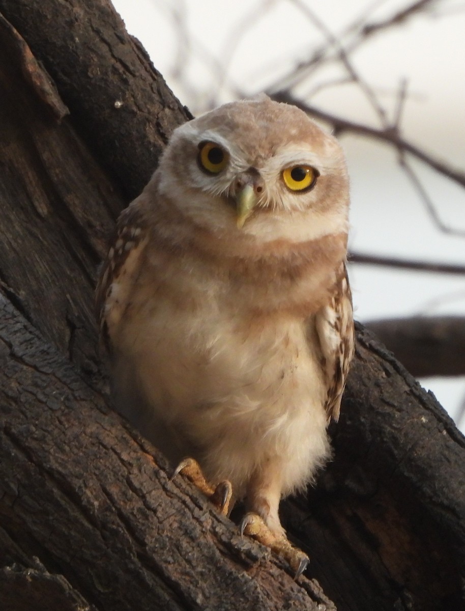 Spotted Owlet - ML620566462