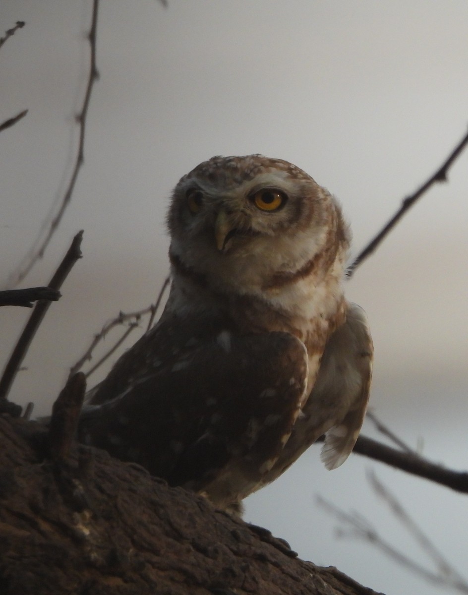 Spotted Owlet - ML620566463