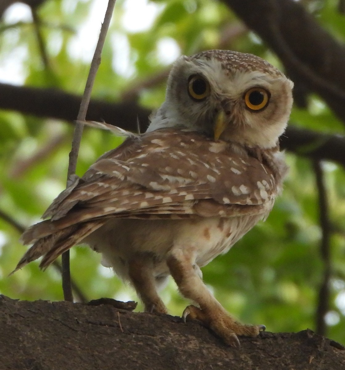 Spotted Owlet - ML620566464