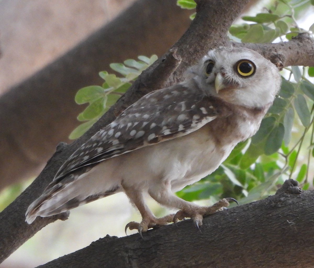 Spotted Owlet - ML620566465