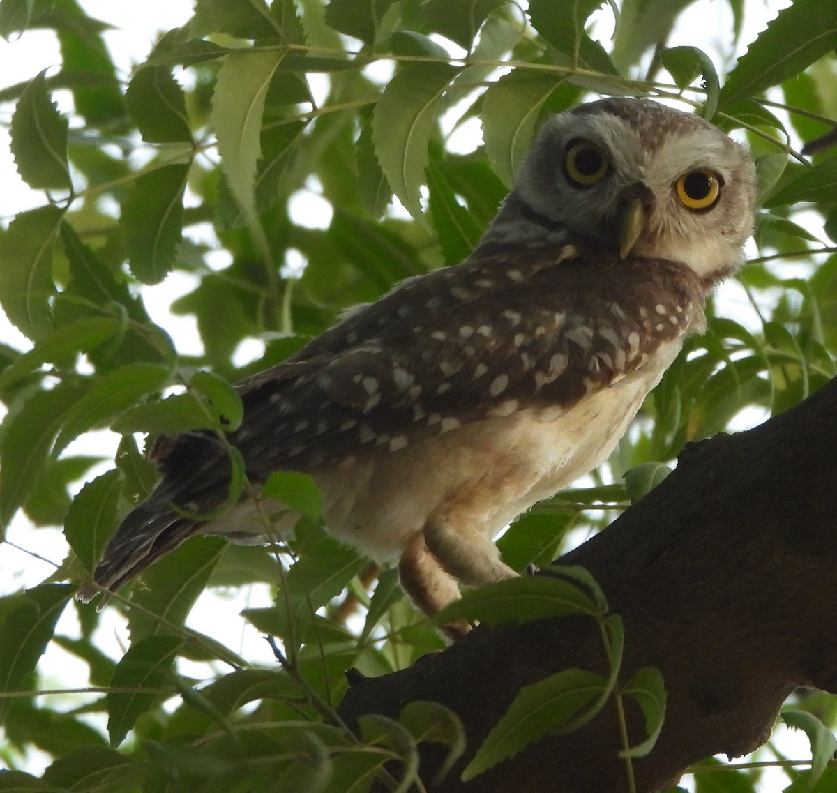 Spotted Owlet - ML620566466
