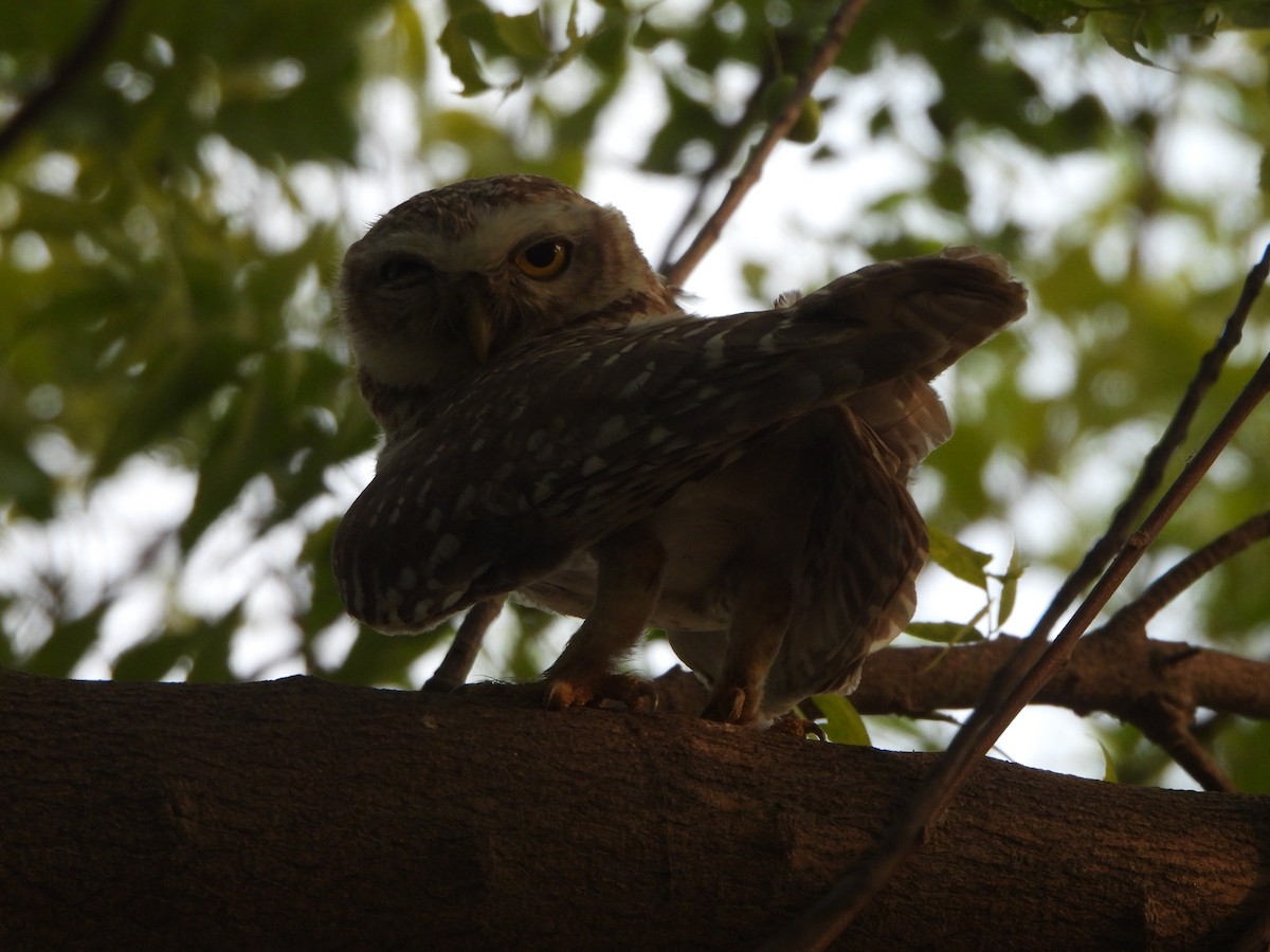 Spotted Owlet - ML620566467