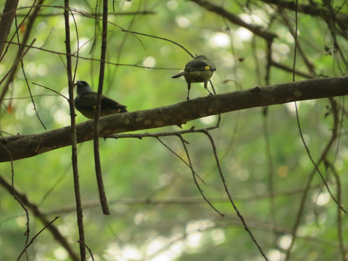 Yellow-winged Tanager - ML620566472