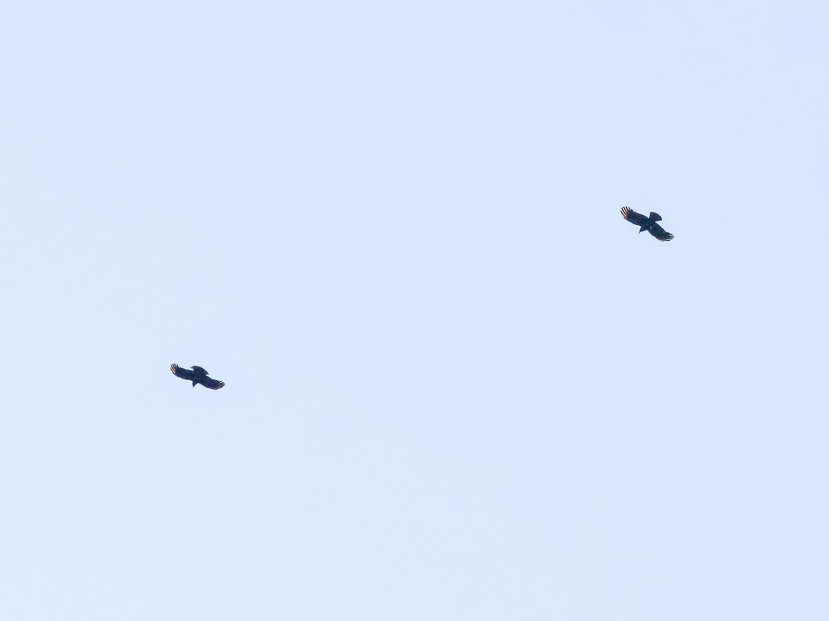 Red-billed Chough - ML620566475