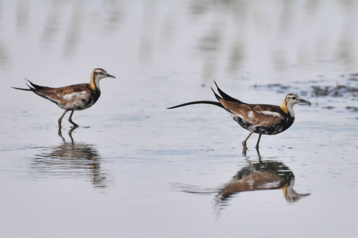 Pheasant-tailed Jacana - ML620566478