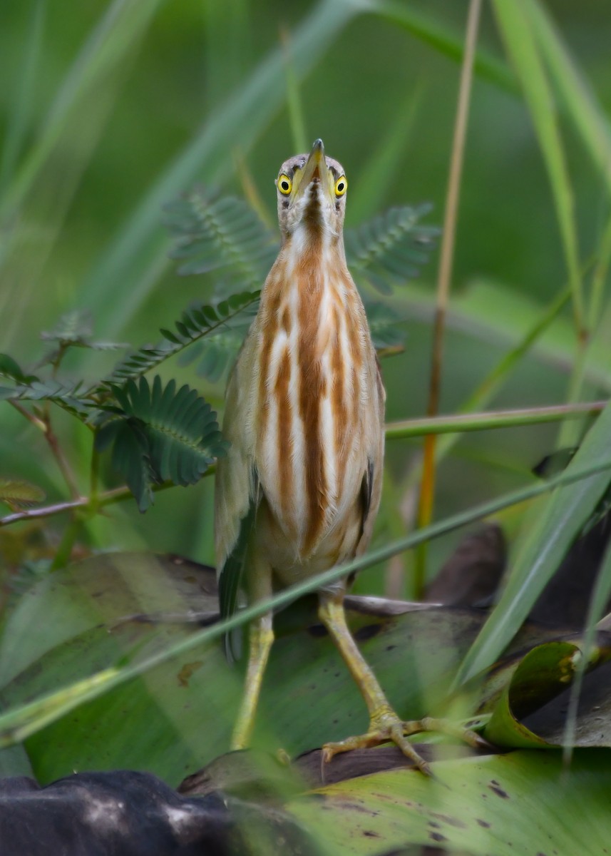 Yellow Bittern - ML620566482