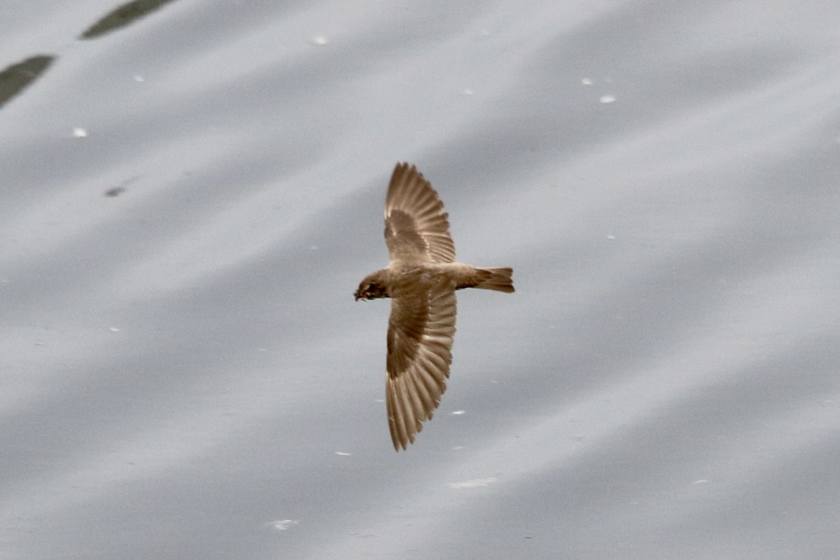 Northern Rough-winged Swallow - ML620566487