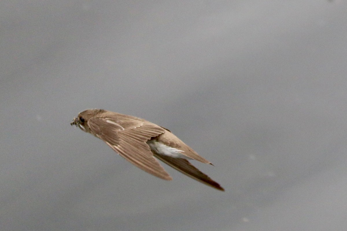 Northern Rough-winged Swallow - ML620566488