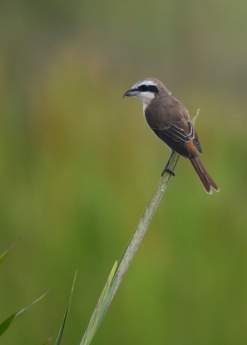 Brown Shrike - ML620566492