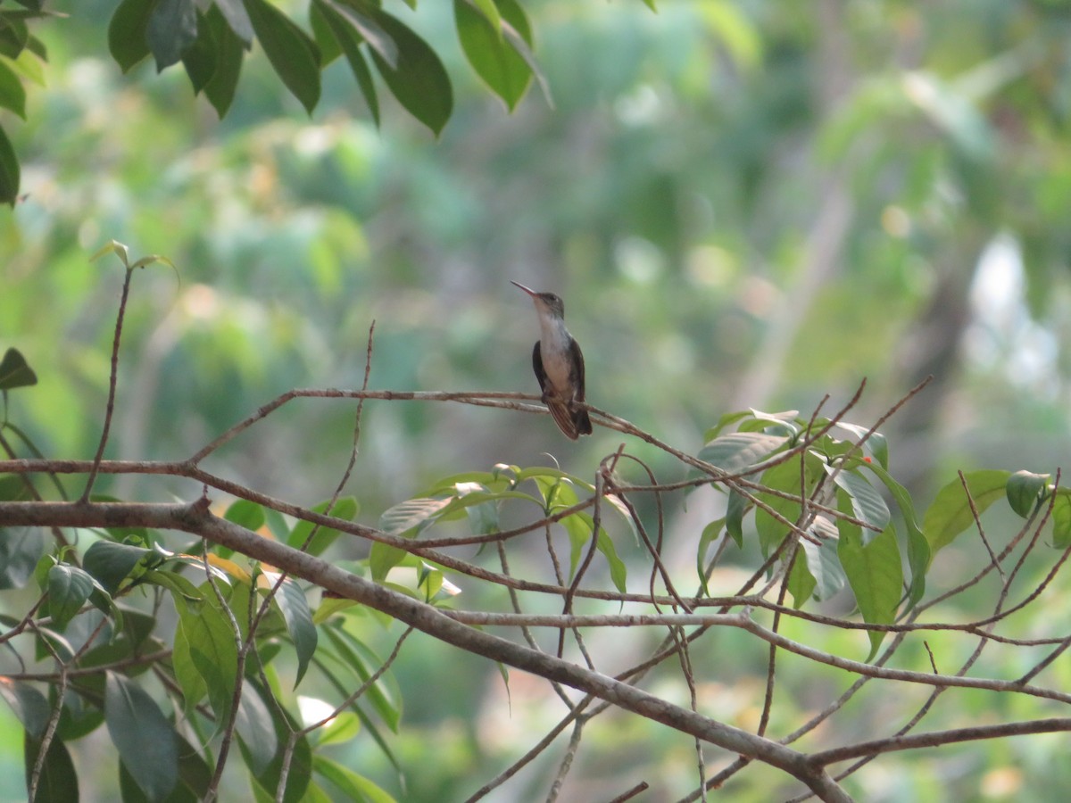 kolibřík klínoocasý - ML620566508