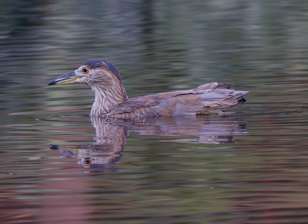 Black-crowned Night Heron - Felipe Aoyagui