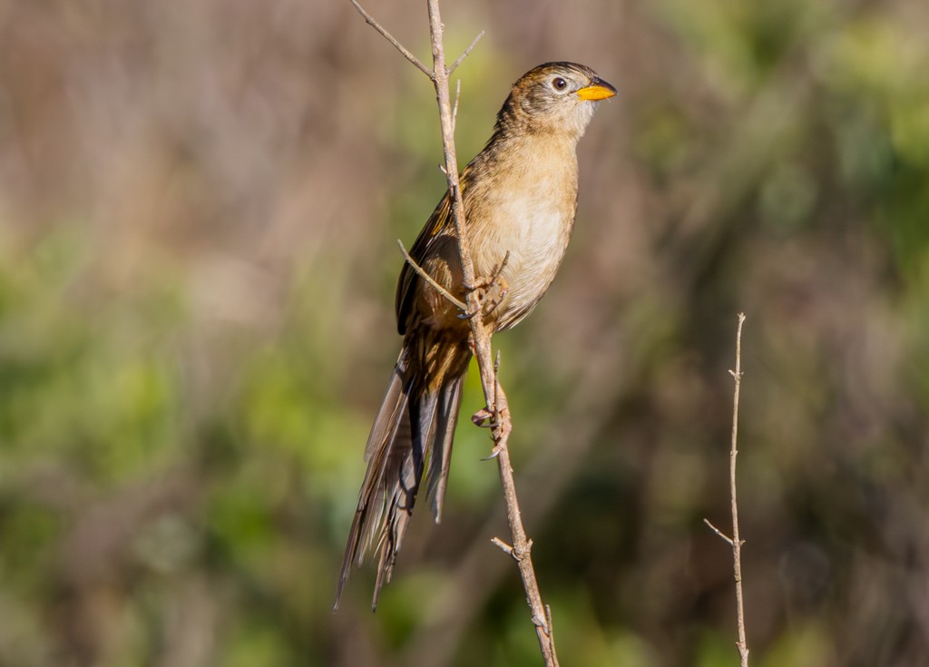 Wedge-tailed Grass-Finch - ML620566518