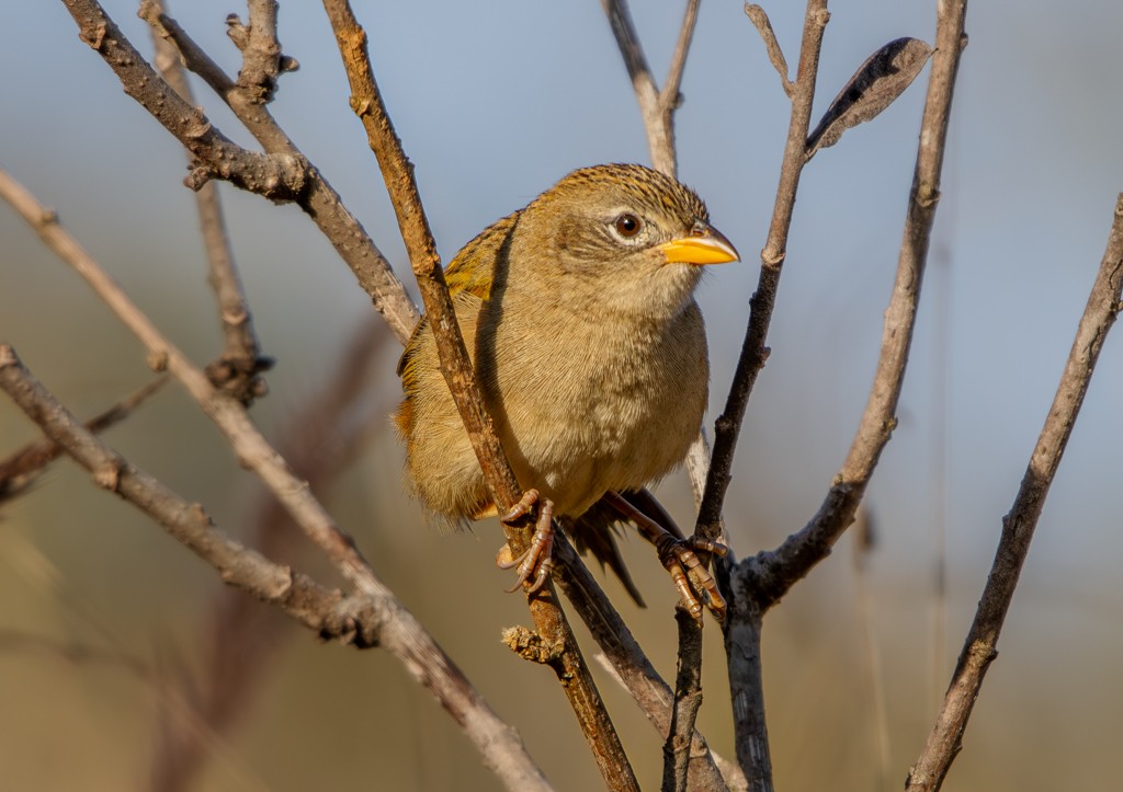 Wedge-tailed Grass-Finch - ML620566519