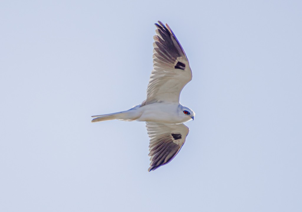 White-tailed Kite - ML620566541