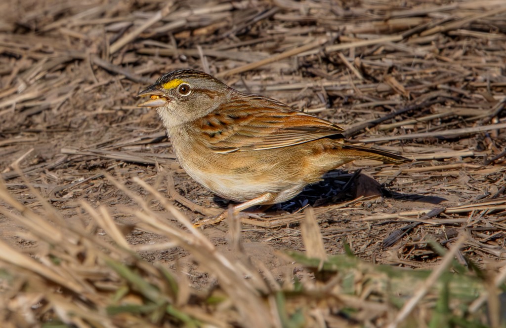 Grassland Sparrow - ML620566547
