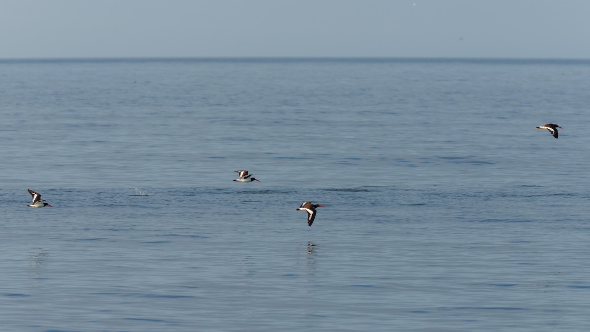 American Oystercatcher - ML620566559