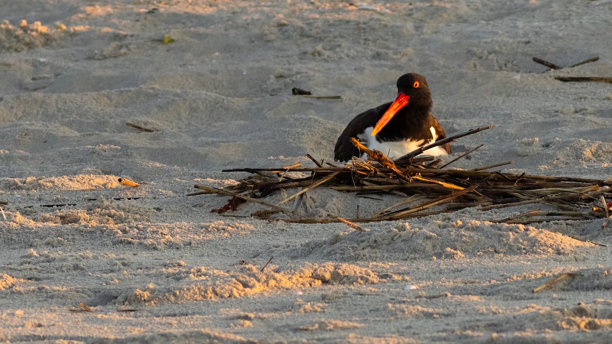 American Oystercatcher - ML620566561