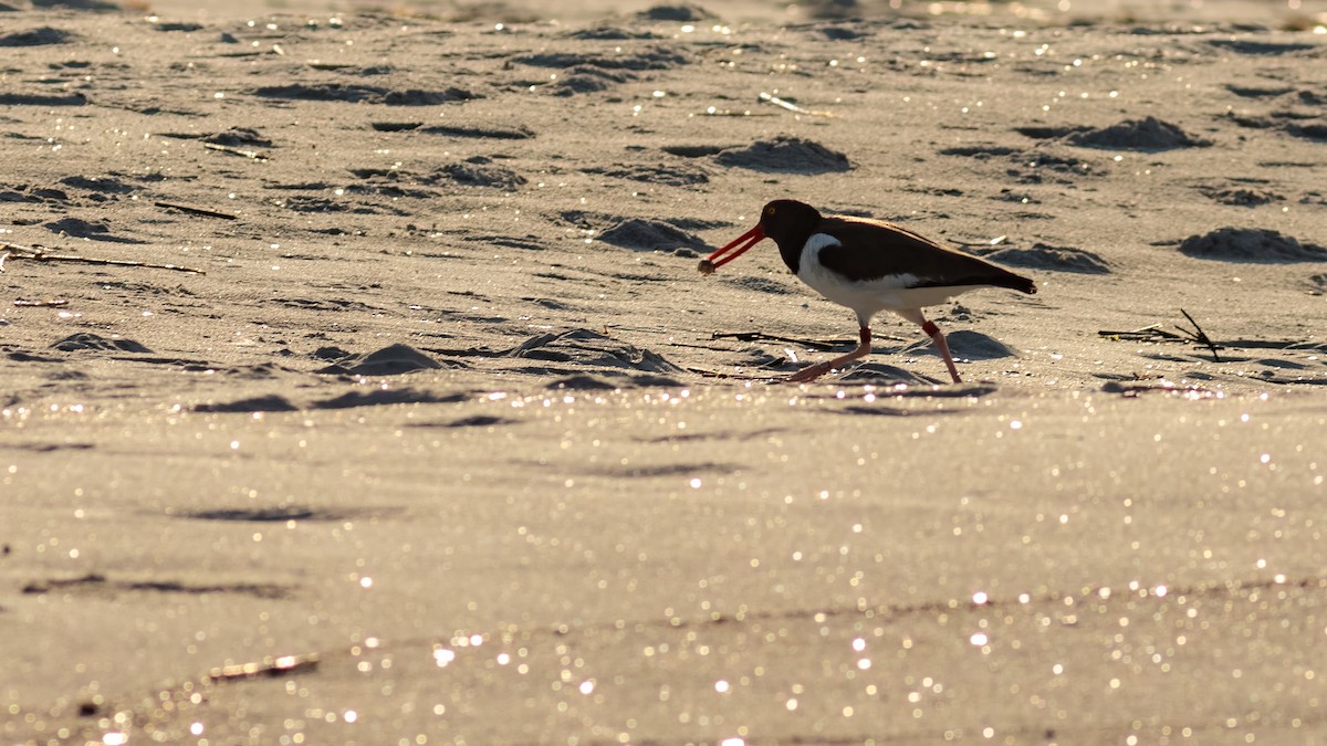 American Oystercatcher - ML620566562