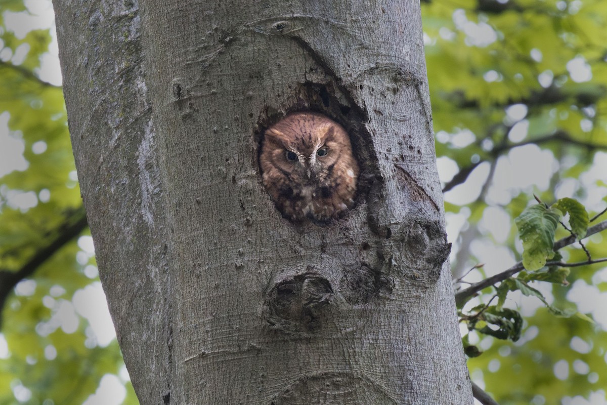 Eastern Screech-Owl - ML620566583