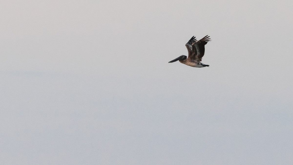 Brown Pelican - Todd Kiraly