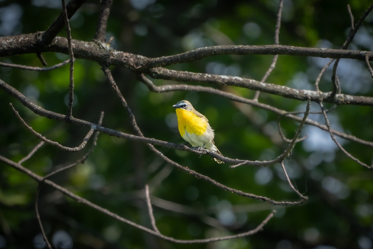 Yellow-breasted Chat - ML620566592