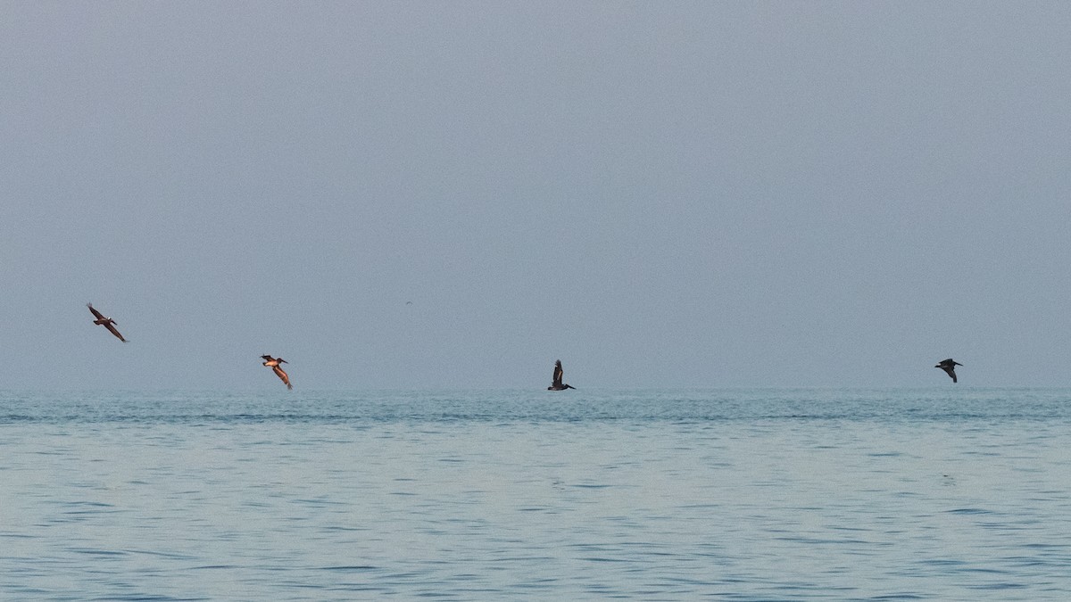 Brown Pelican - ML620566593