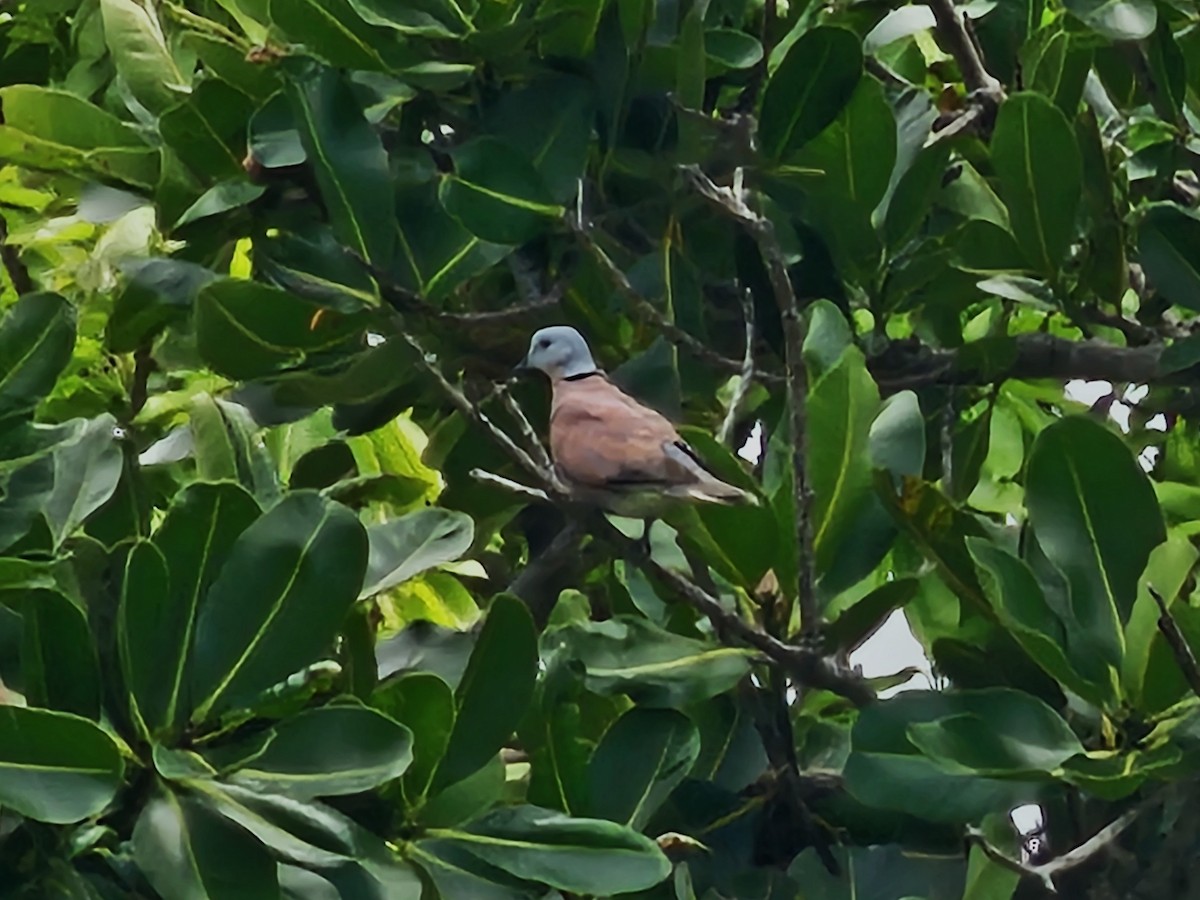 Red Collared-Dove - ML620566599