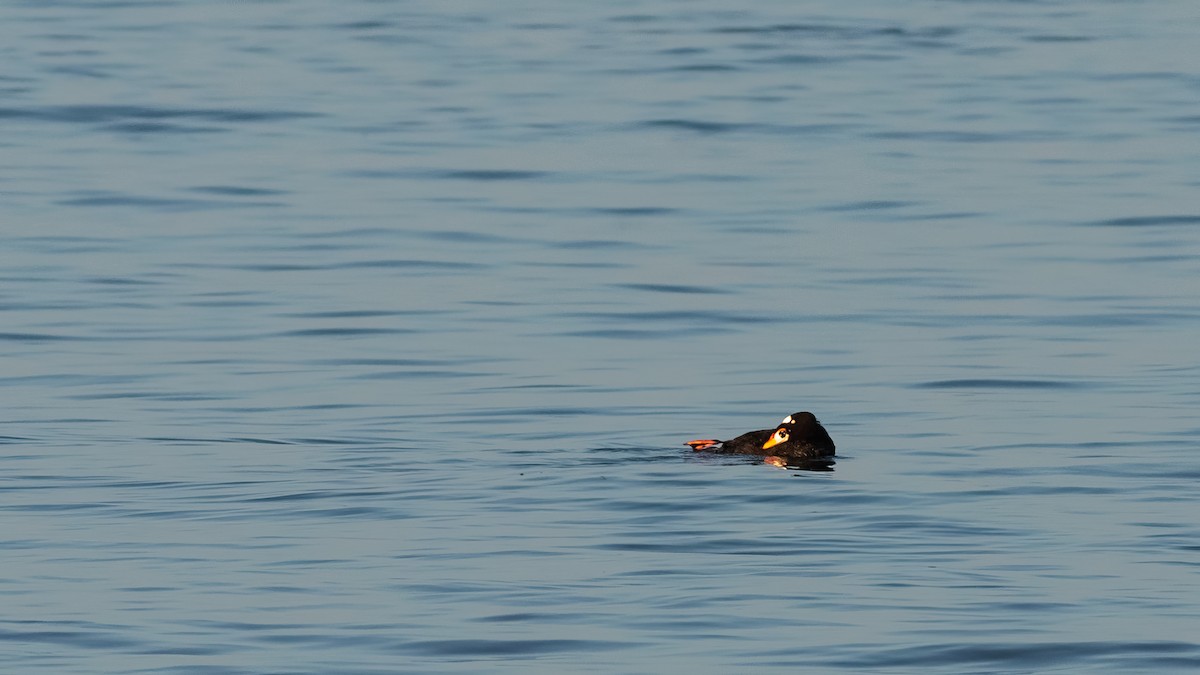 Surf Scoter - ML620566625