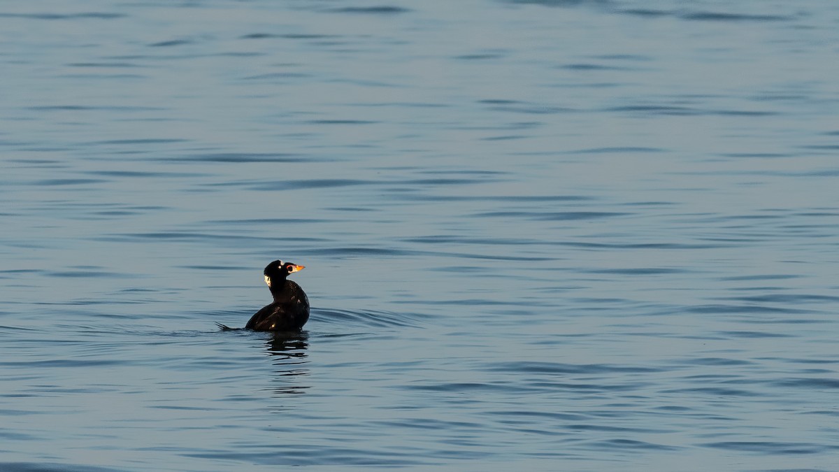 Surf Scoter - ML620566628