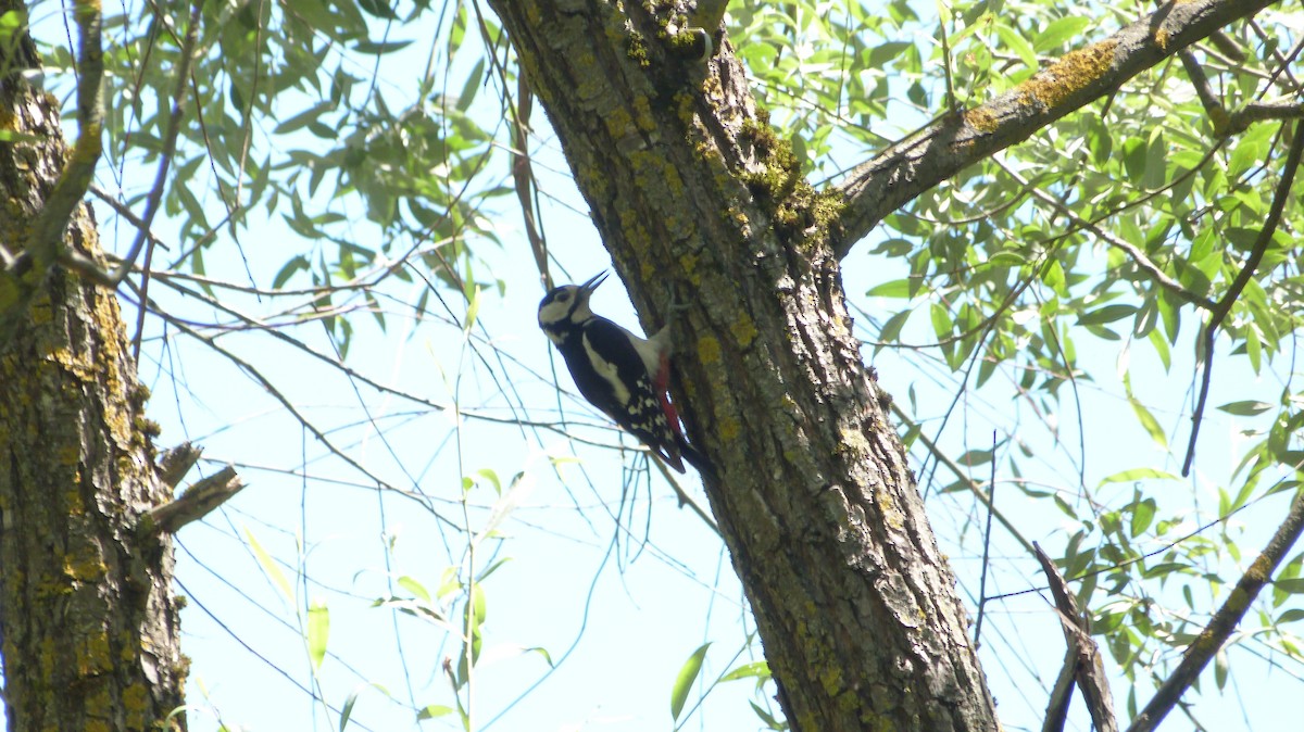 Great Spotted Woodpecker - ML620566631