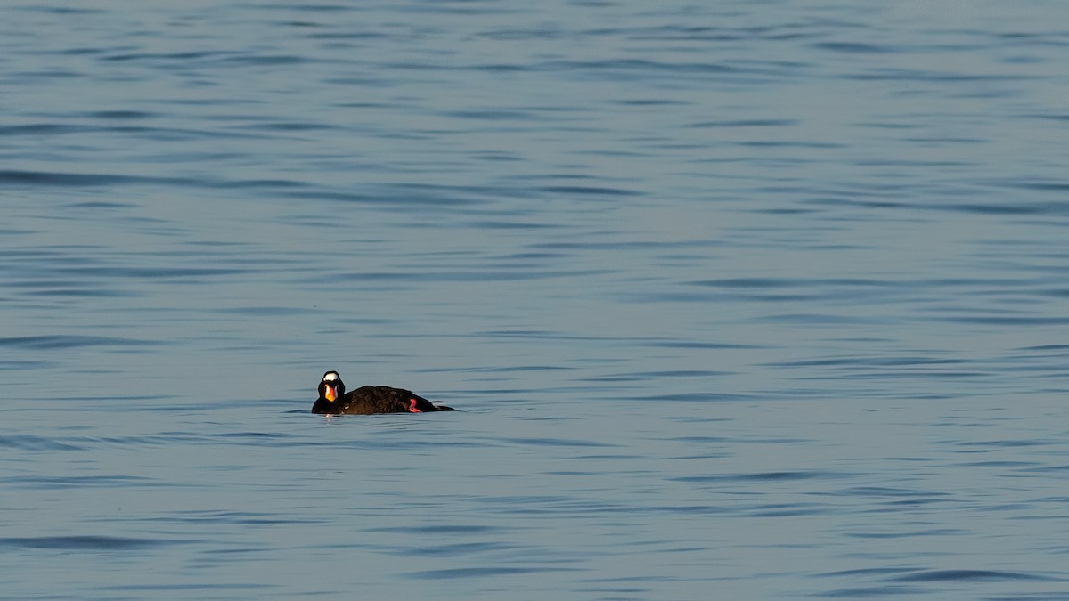 Surf Scoter - ML620566636