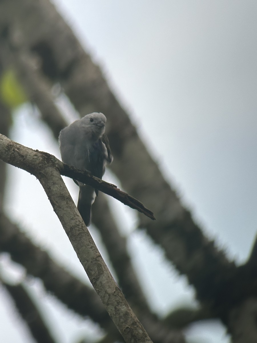 Blue-gray Tanager - ML620566637