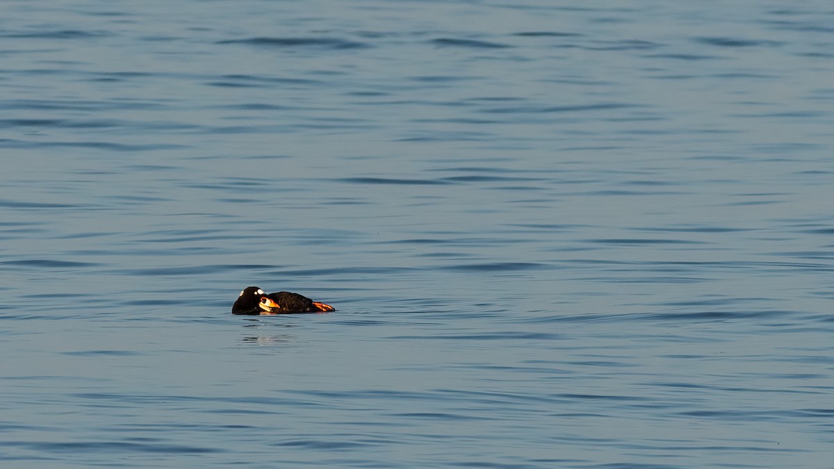 Surf Scoter - ML620566638