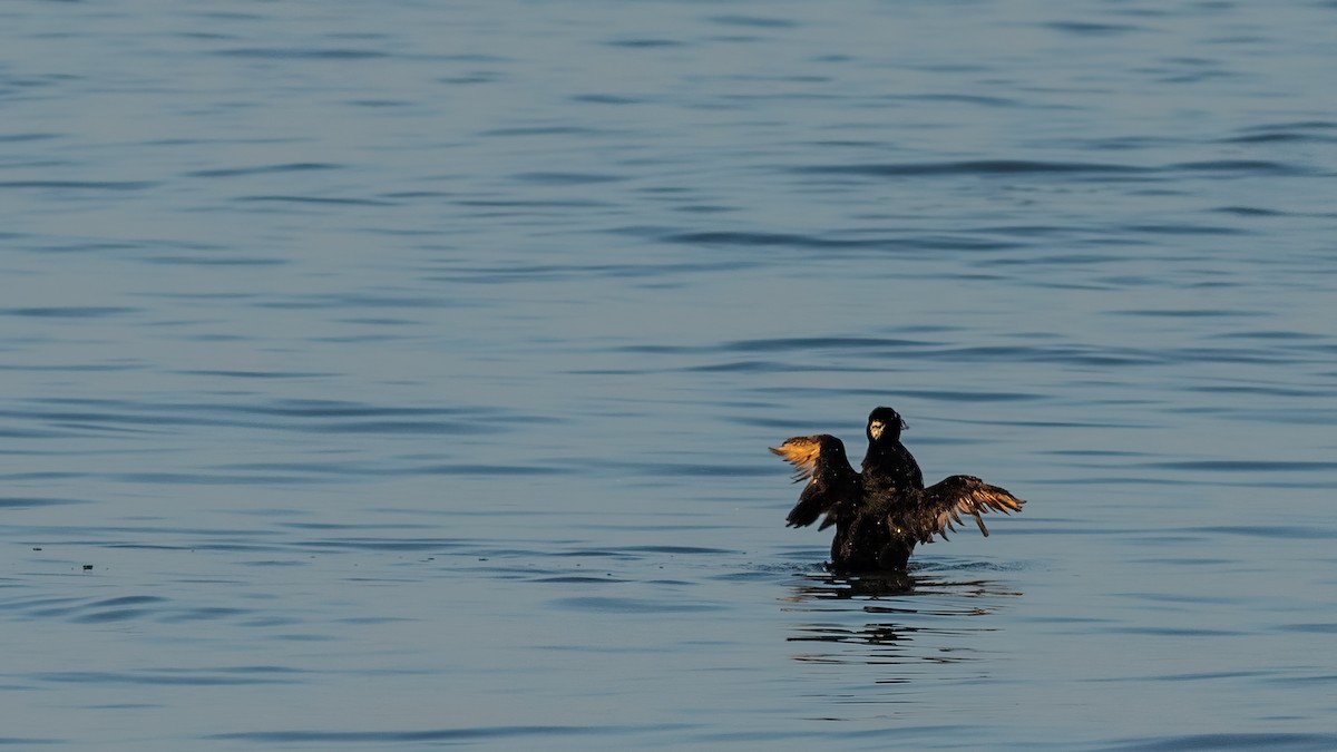 Surf Scoter - ML620566653