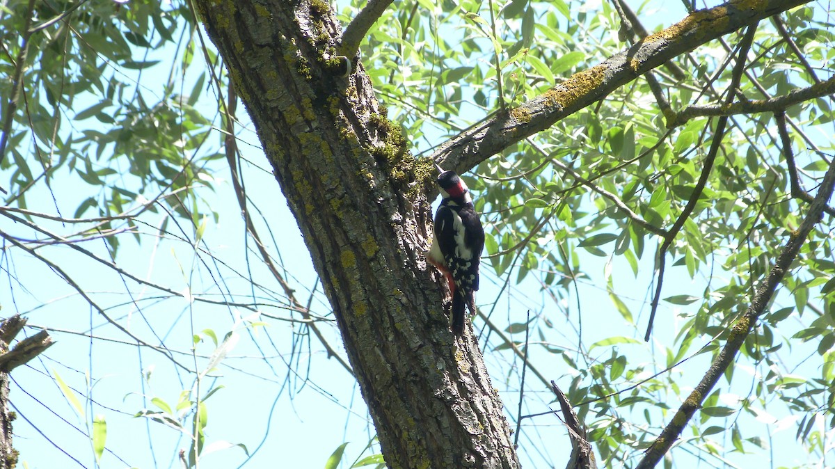 Great Spotted Woodpecker - ML620566654
