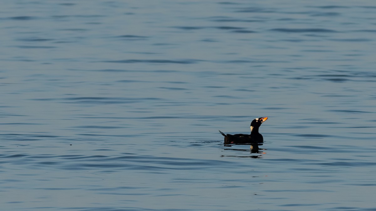 Surf Scoter - ML620566657