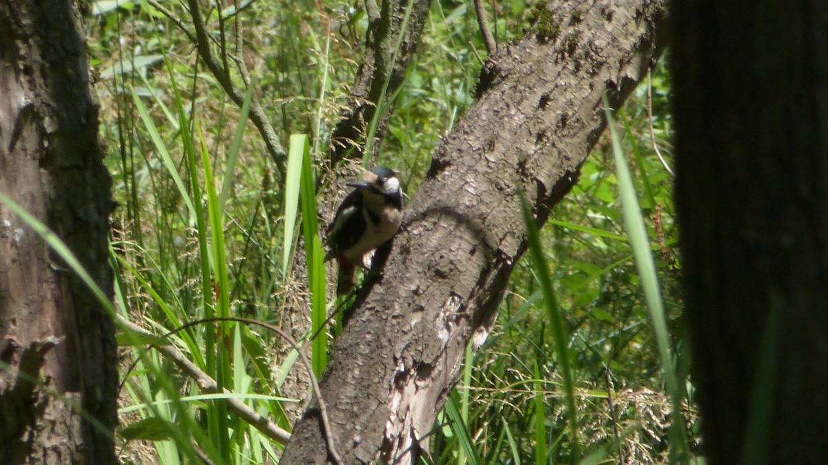 Great Spotted Woodpecker - ML620566678