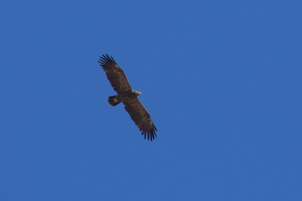 Lesser Spotted Eagle - ML620566695