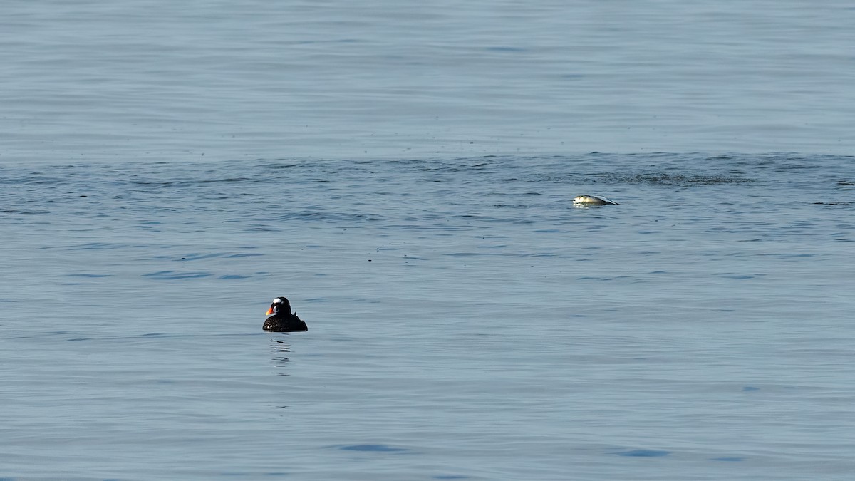 Surf Scoter - ML620566701