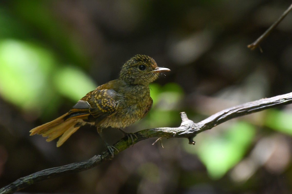 Fulvous-chested Jungle Flycatcher - ML620566724