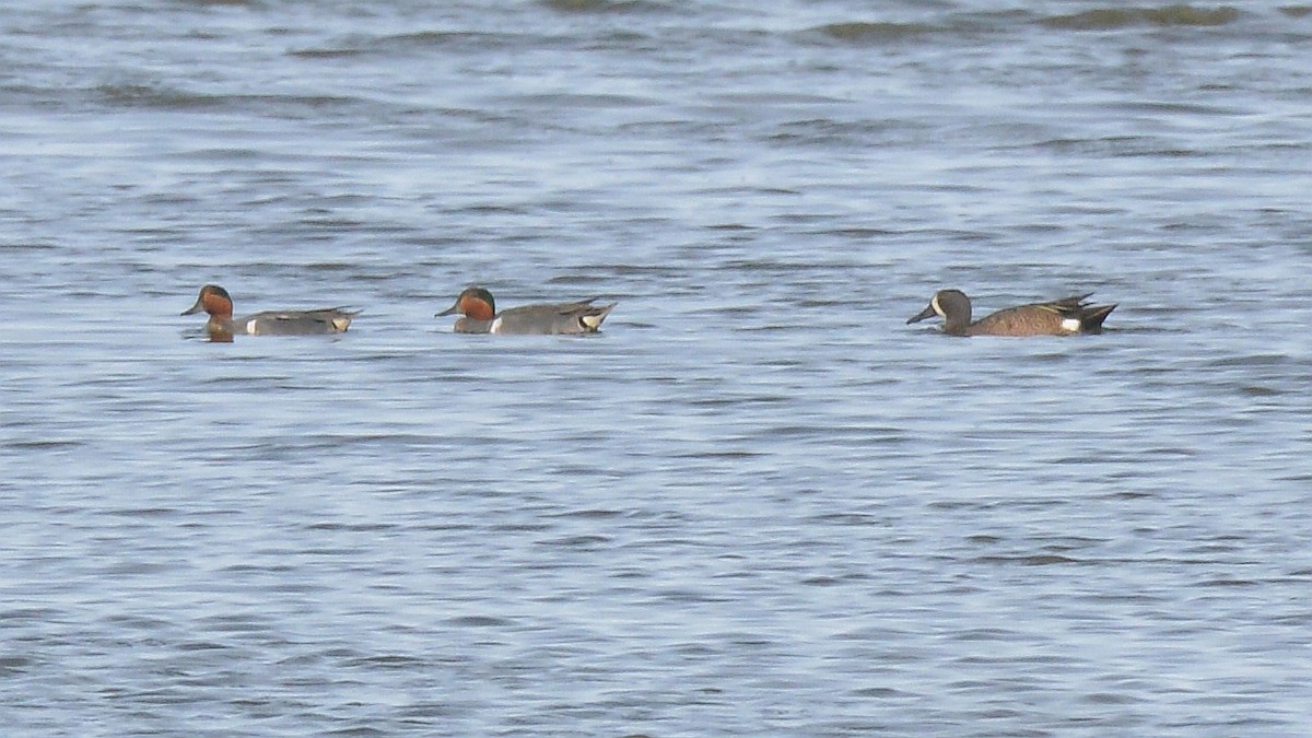 Blue-winged Teal - ML620566729