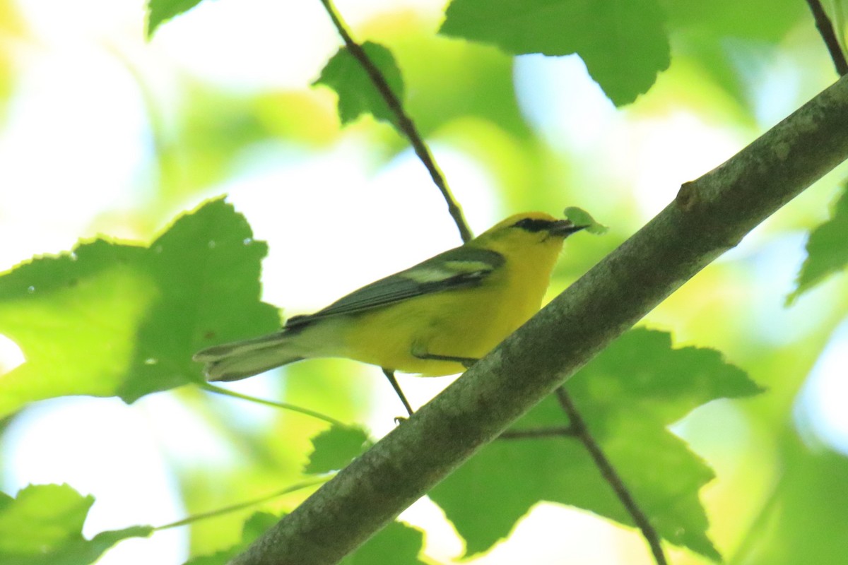 Blue-winged Warbler - ML620566765