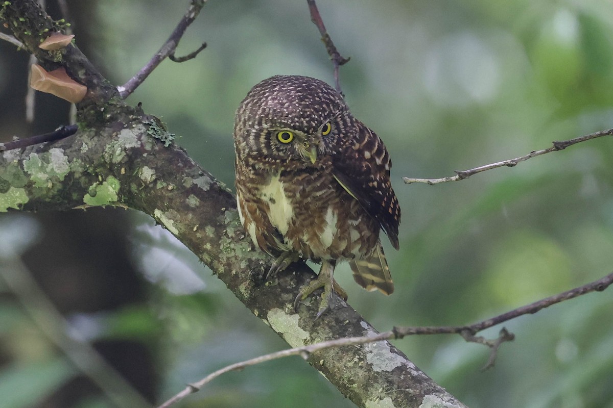 Collared Owlet - ML620566776