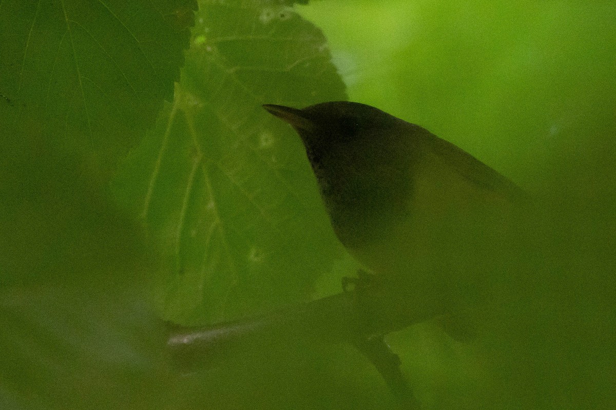 Mourning Warbler - ML620566780