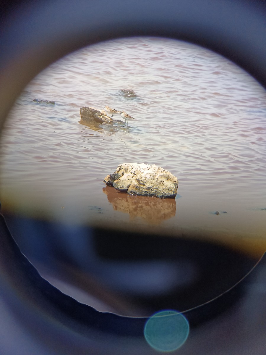 Little Stint - ML620566782