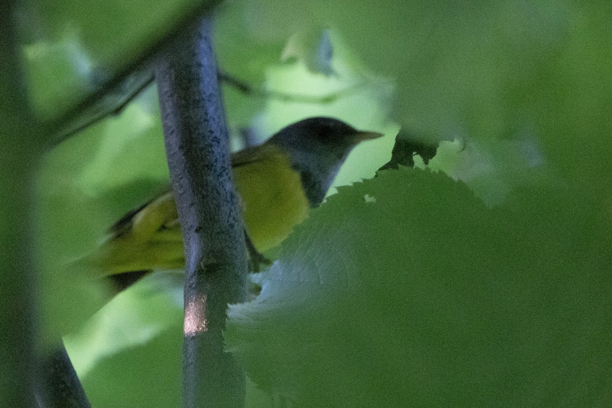 Mourning Warbler - ML620566784