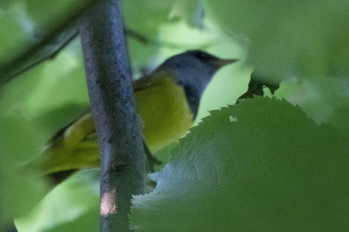 Mourning Warbler - ML620566786