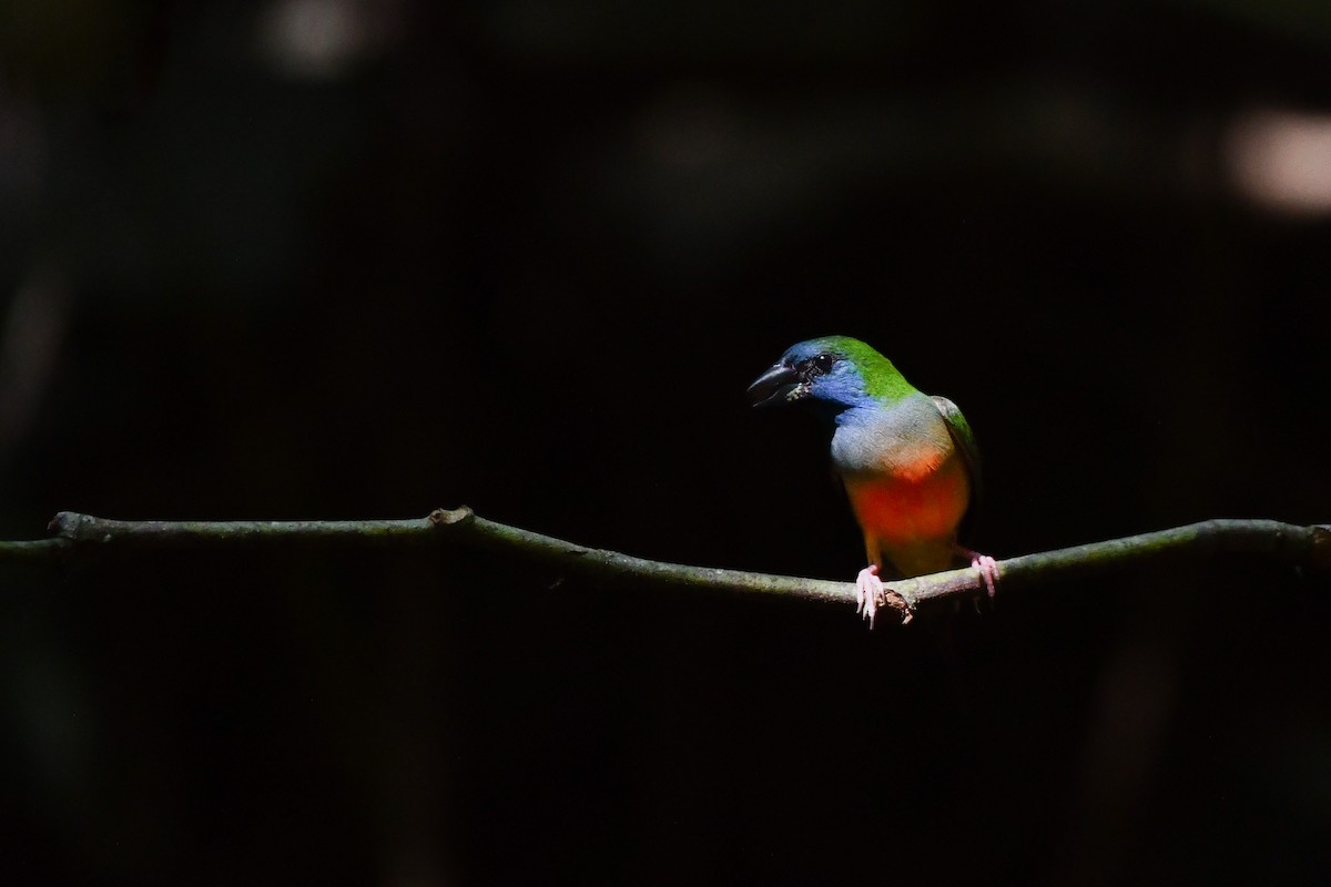 Pin-tailed Parrotfinch - ML620566788