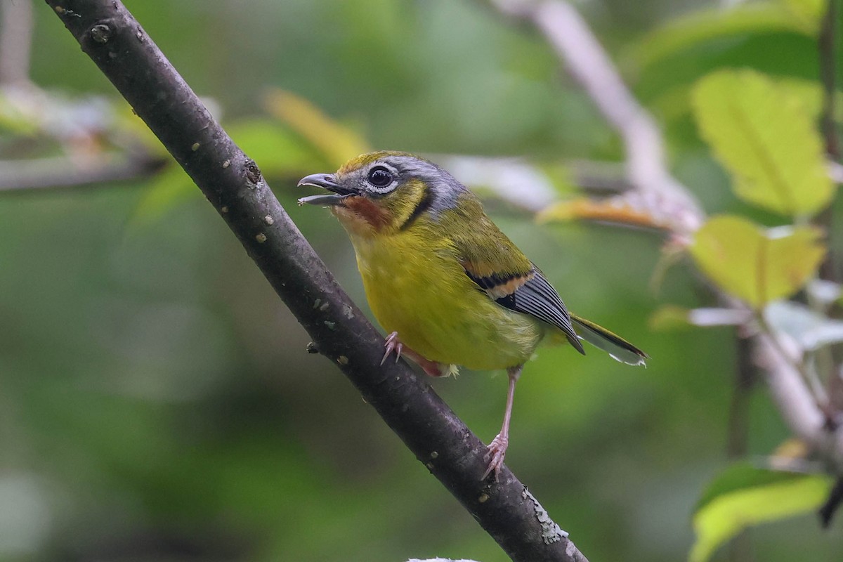 Black-eared Shrike-Babbler - ML620566795